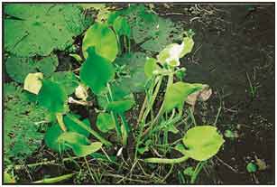 The weed infests rivers and wetlands