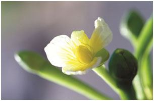 The flowers have pale yellow petals