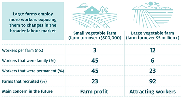 large farms employ more workers exposing them to changes in the broader labour market. Table compares small vegetable farms with a farm turnover of less than $500,000 and large vegetable farms with a turnover of greater than $5million. Large farms employ more workers, have a smaller proportion of family and permanent staff and were more likely to recruit. Large farmer reported attracting workers was their major concern in the future while small farms reported farm profit.