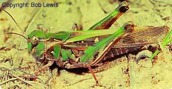 Graphic: side view of an adult Oedaleus australis - a smaller and less robust species than the migratory locust.