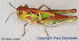 Graphic: a 5th instar Australian plague locust nymph - note relatively long antennae.