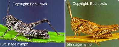 Graphic: Side view of different colour morphs of Heteropternis nymphs - this species lacks an 'X' mark on top of thorax.