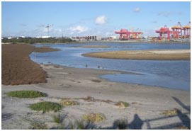 Photograph of a transplanted saltmarsh and man-made estuary at Port Botany, Australia