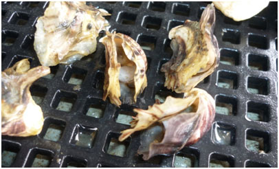 Pacific oysters from the Hawkesbury River that died after infection with Ostreid herpesvirus-1 microvariant