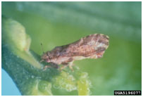 sugarcane stem borers in suagar cane