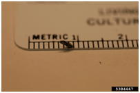 Psyllids are 3–4 mm long