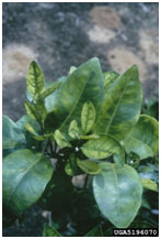 Leaf damage caused by psyllids