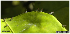 Adult psyllids feeding on a leaf 