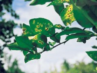 Image of Citrus Canker on leaves