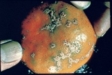 Image of Citrus Canker on fruit