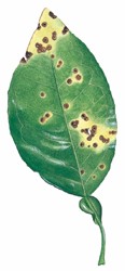 Image of Citrus Canker on a leaf