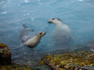 Sea Lions