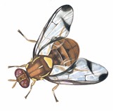 Image of fruit fly