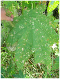 Vegetable leafminer damage on a castor oil plant