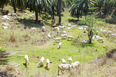 cattle grazing under oil-palm at a partner site. Acknowledgement: IACCB  