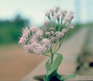 Siam weed flowers