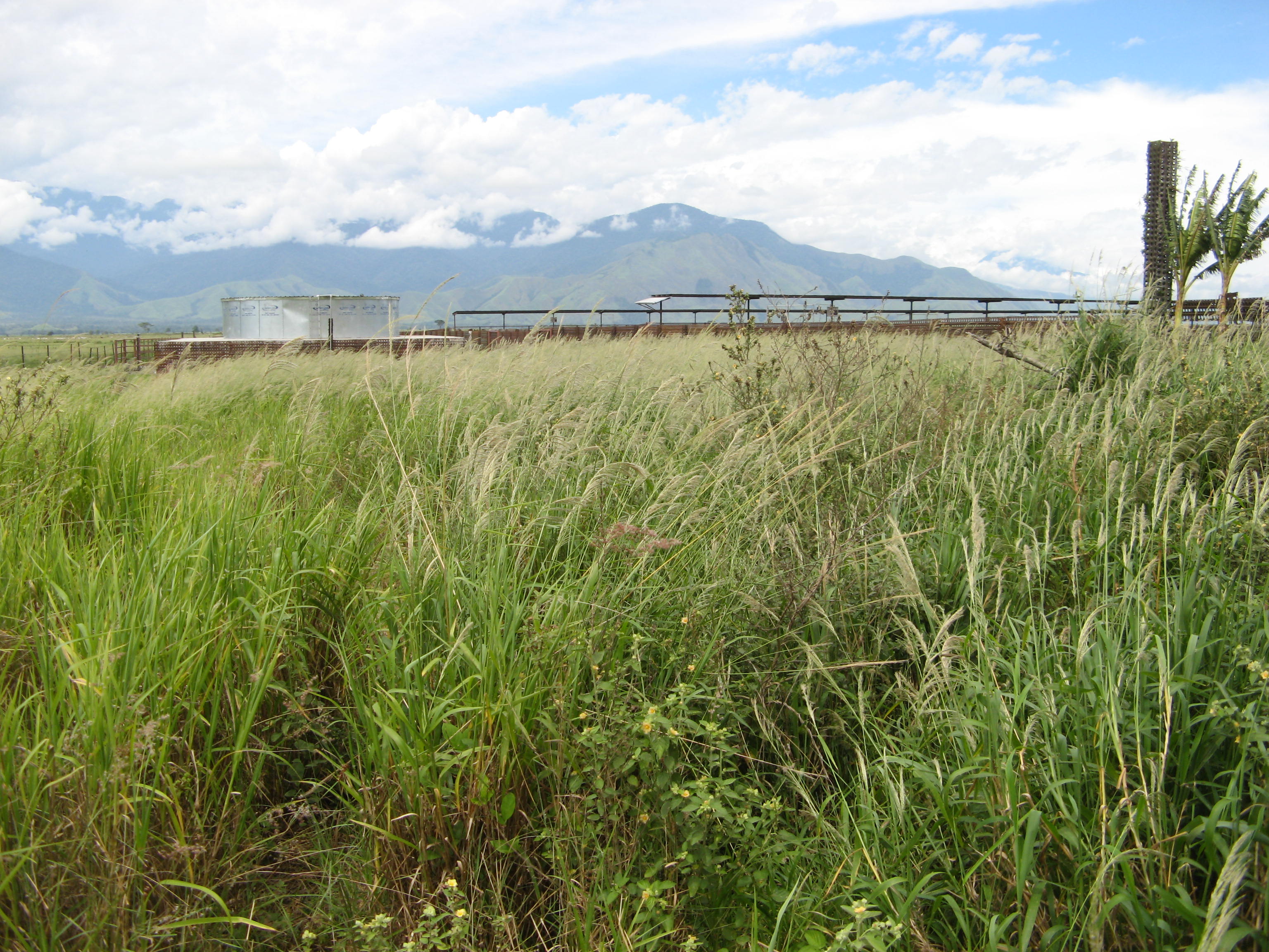 Sour grass in a field