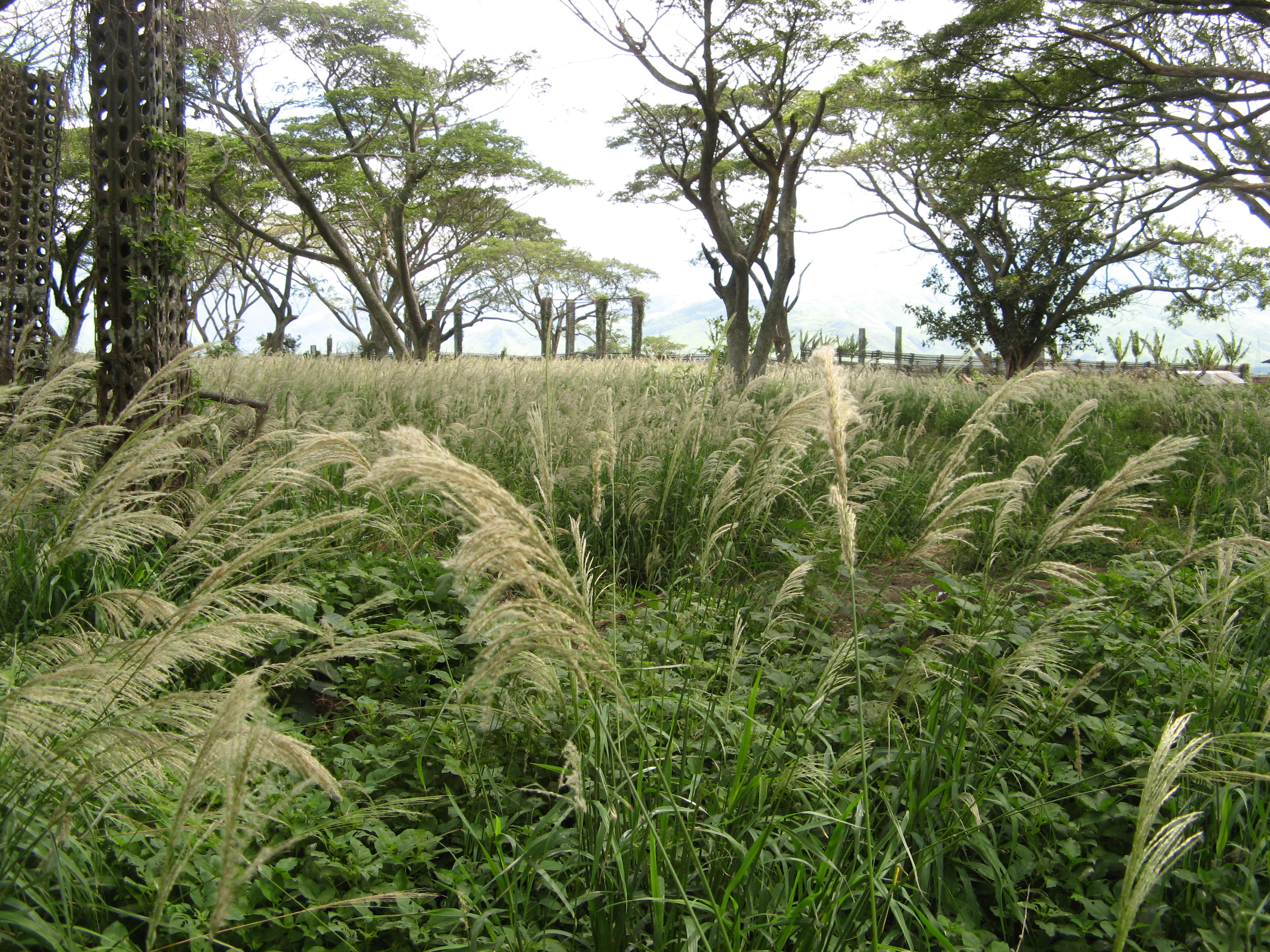 Extensive infestation of Sour grass in a field