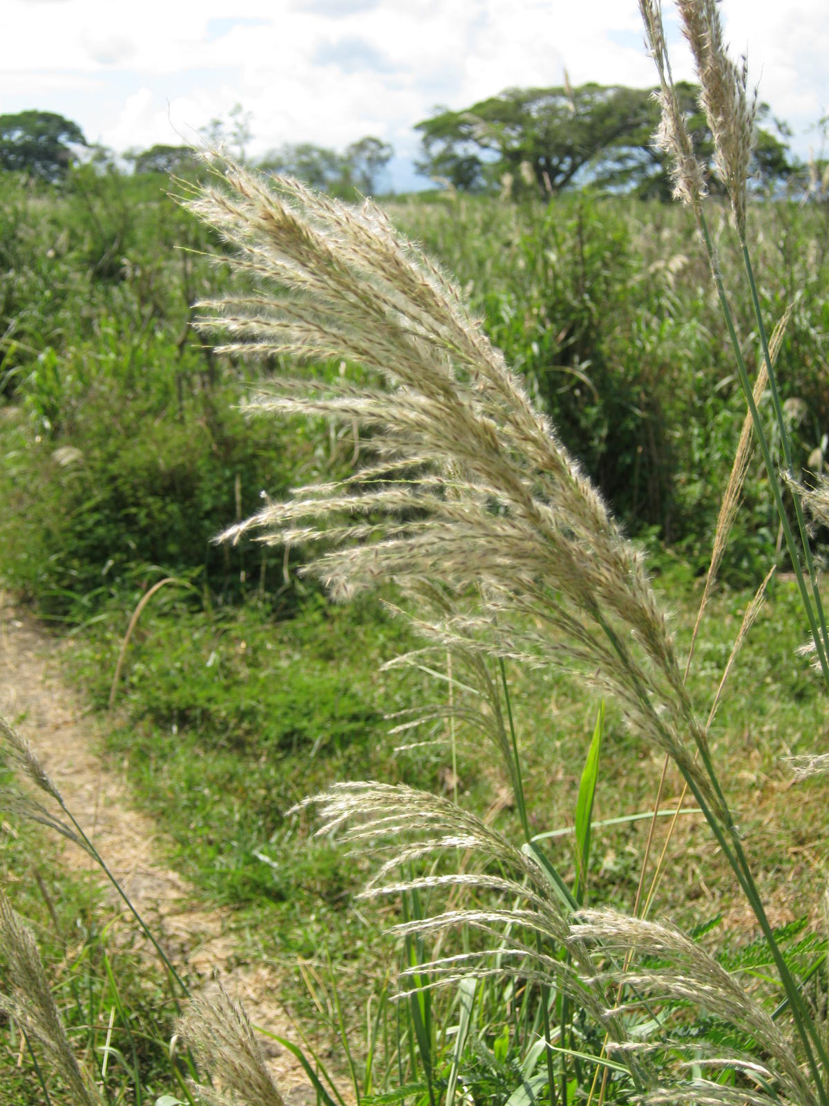 Close-up of Sour grass stem with golden brown seeds