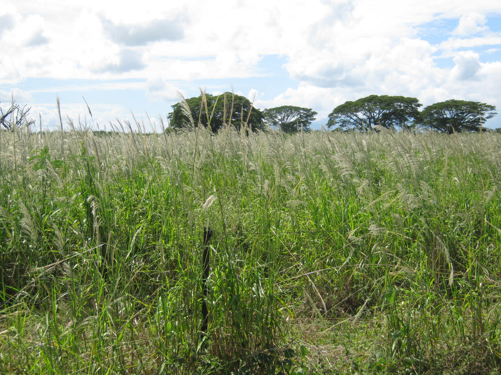 Sour grass in a field