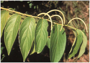 Flower spikes contain masses of tiny seeds