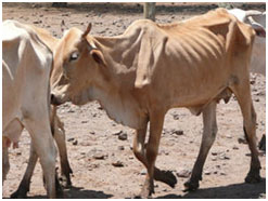 Infected cattle showing signs of chronic wasting