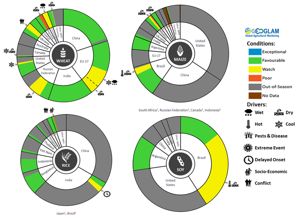 Figure showing wheat, maize, rice and soy conditions for AMIS countries during the previous month. Image provided by AMIS. Please refer to accompanying text for a more detailed description.