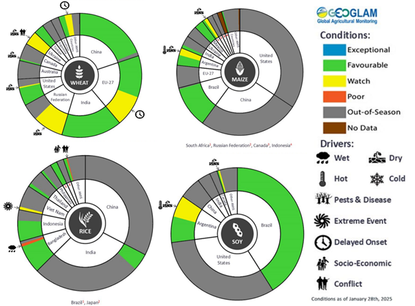 Figure showing wheat, maize, rice and soy conditions for AMIS countries during the previous month. Image provided by AMIS. Please refer to accompanying text for a more detailed description.