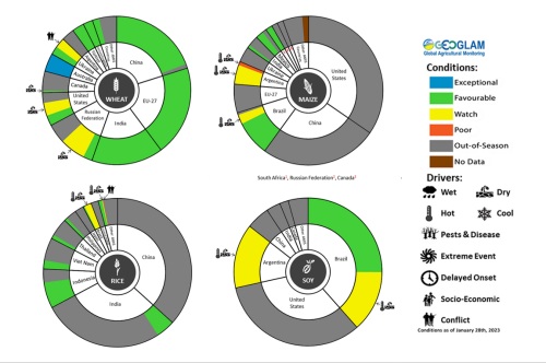 Figure showing wheat, maize, rice and soy conditions for AMIS countries during the previous month. Image provided by AMIS. Please refer to accompanying text for a more detailed description.