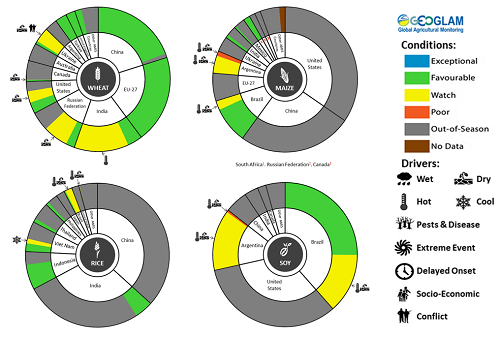 Figure showing wheat, maize, rice and soy conditions for AMIS countries during the previous month. Image provided by AMIS. Please refer to accompanying text for a more detailed description.