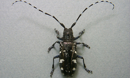 A black beetle with white spots on its body and on its very long antennae, on a grey background.