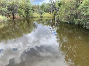 Mallowa Creek, January 2022