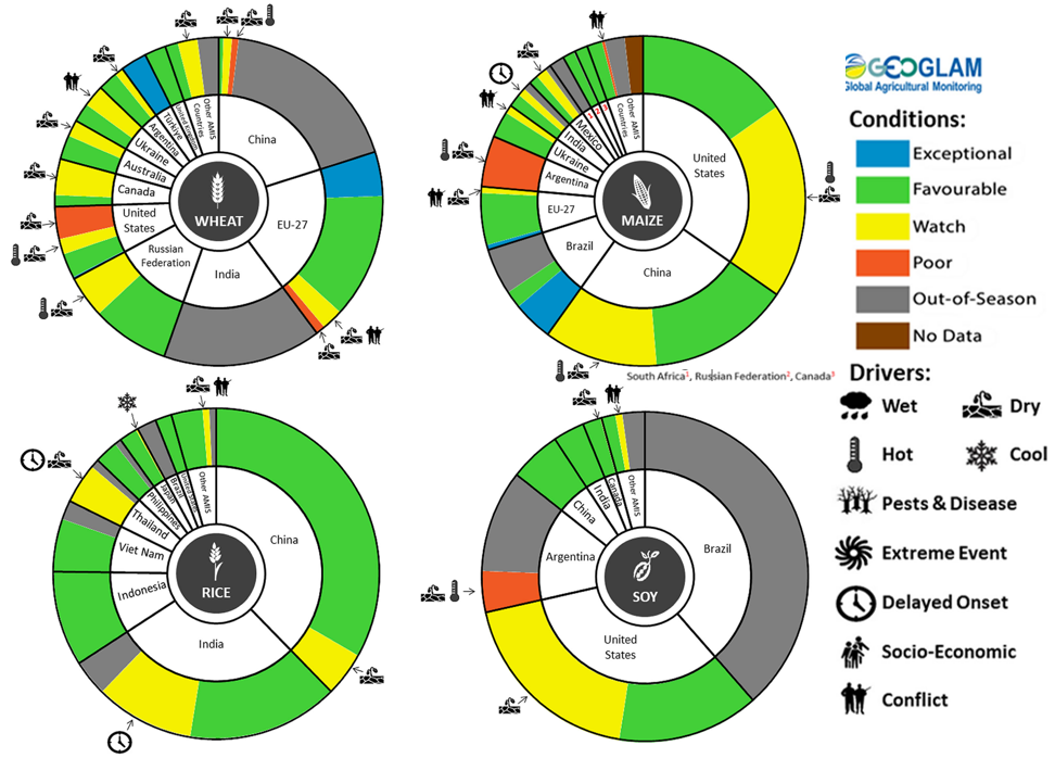 Figure showing wheat, maize, rice and soy conditions for AMIS countries during the previous month. Image provided by AMIS. Please refer to accompanying text for a more detailed description.