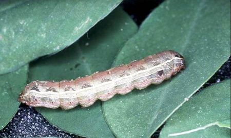 A stripy brown, cream and pink caterpillar on a green leaf.