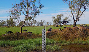 Waterbird colony site in January 2021