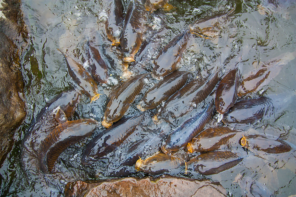 Image of a carp swarm