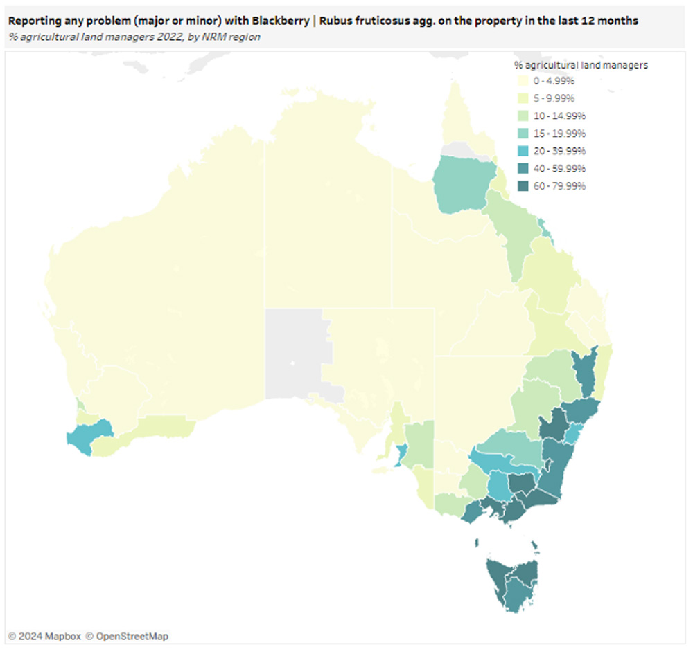 Map indicating percentage of land managers within a Natural Resource Management region reporting problems with Blackberry on property in 2022. (Scale from 0 – 4.99% (lightest yellow) to 60 – 79.99% (darkest green)). 