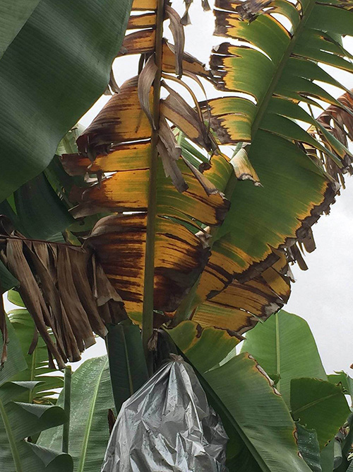 Image of advanced stage of Panama disease infection in bananas.