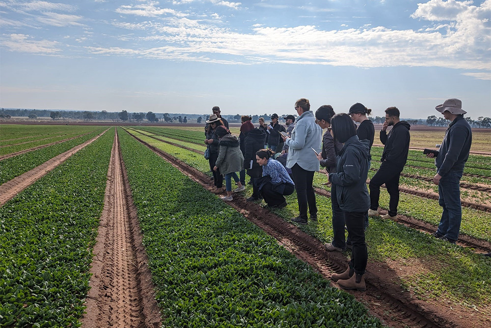 Image of departmental staff at Harvest Moon farm, viewing baby spinach production. 