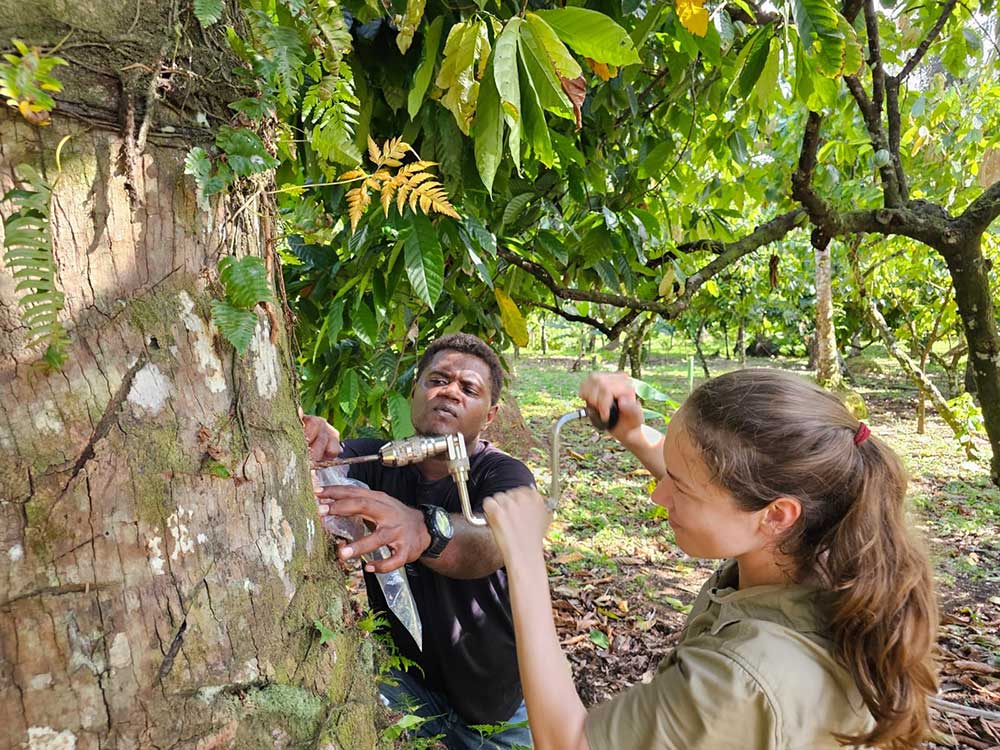 A woman drills into the heart of a palm tree to check it's health while another man holds a plastic bag beneath the drill bit against the tree