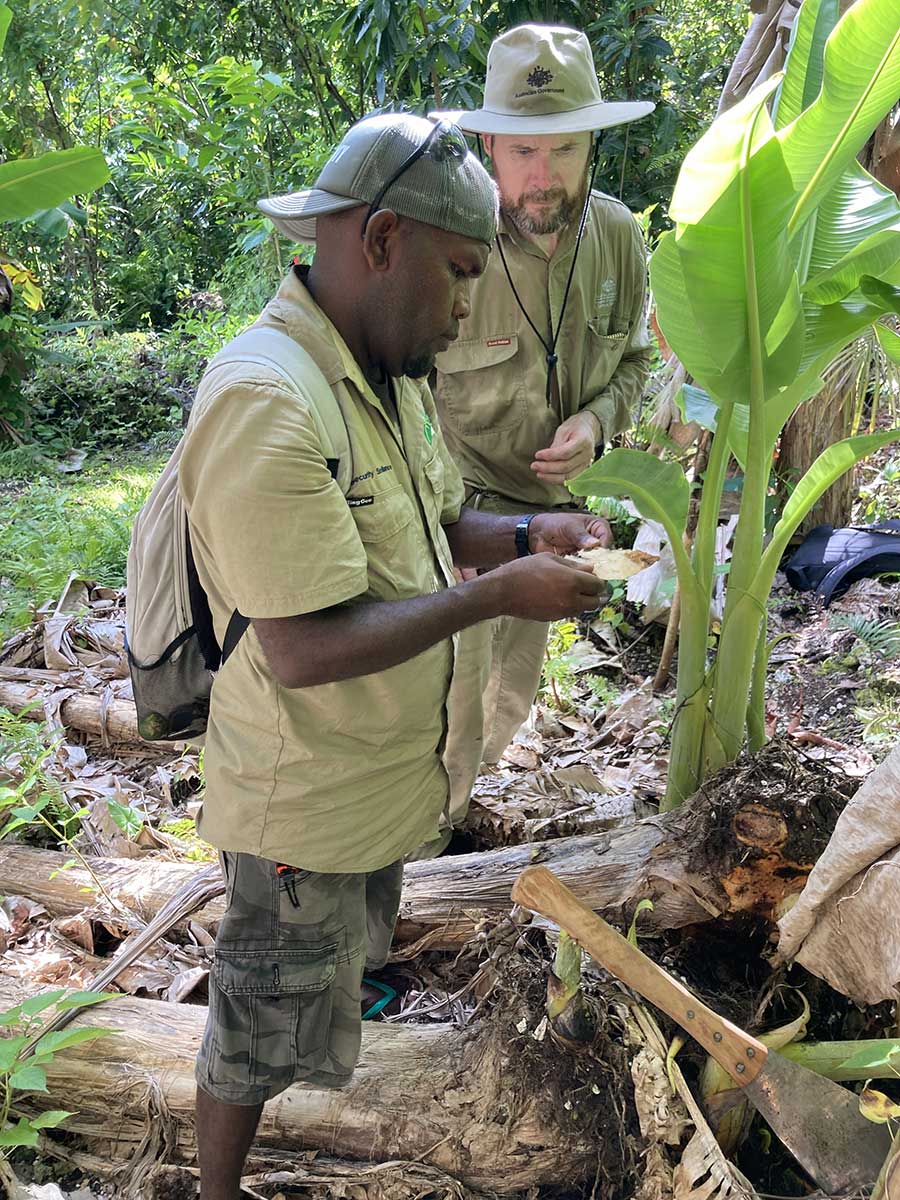 2 men dressed in hats and khaki check the health of a small palm tree.