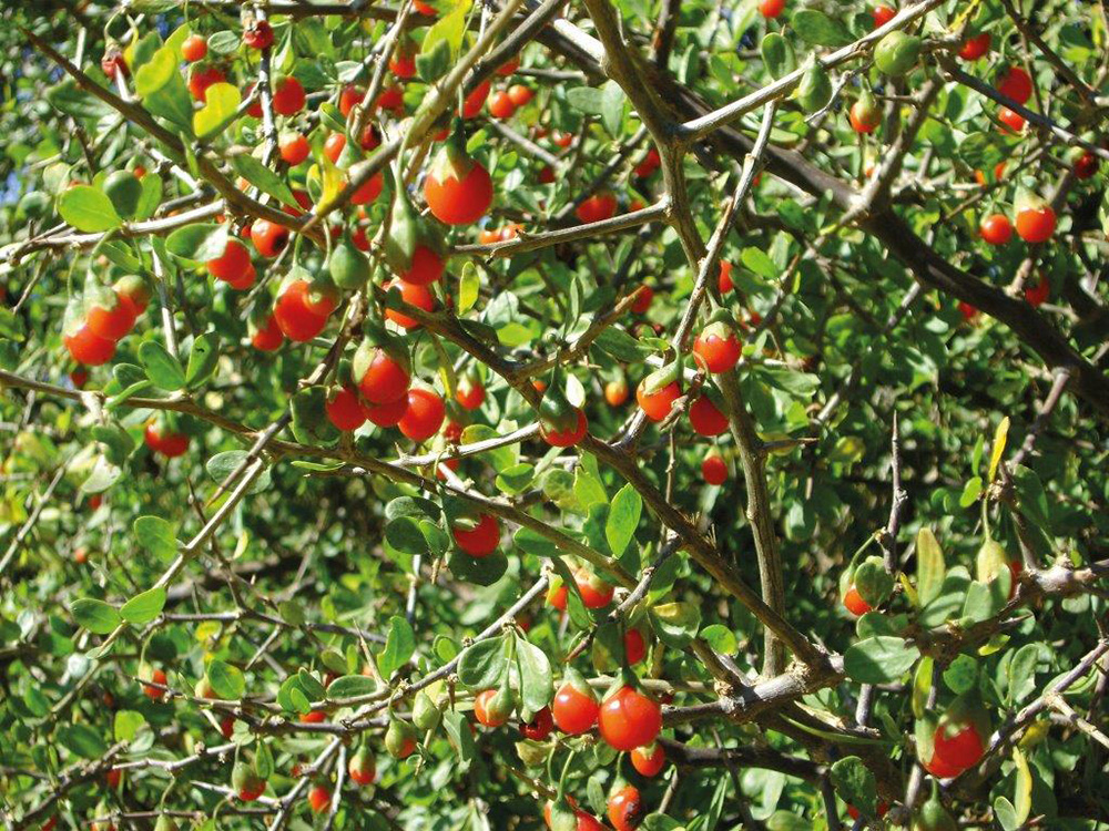 Image of a green tree with large red berries hanging from it