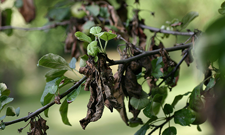 Branches with green leaves and dried up brown leaves