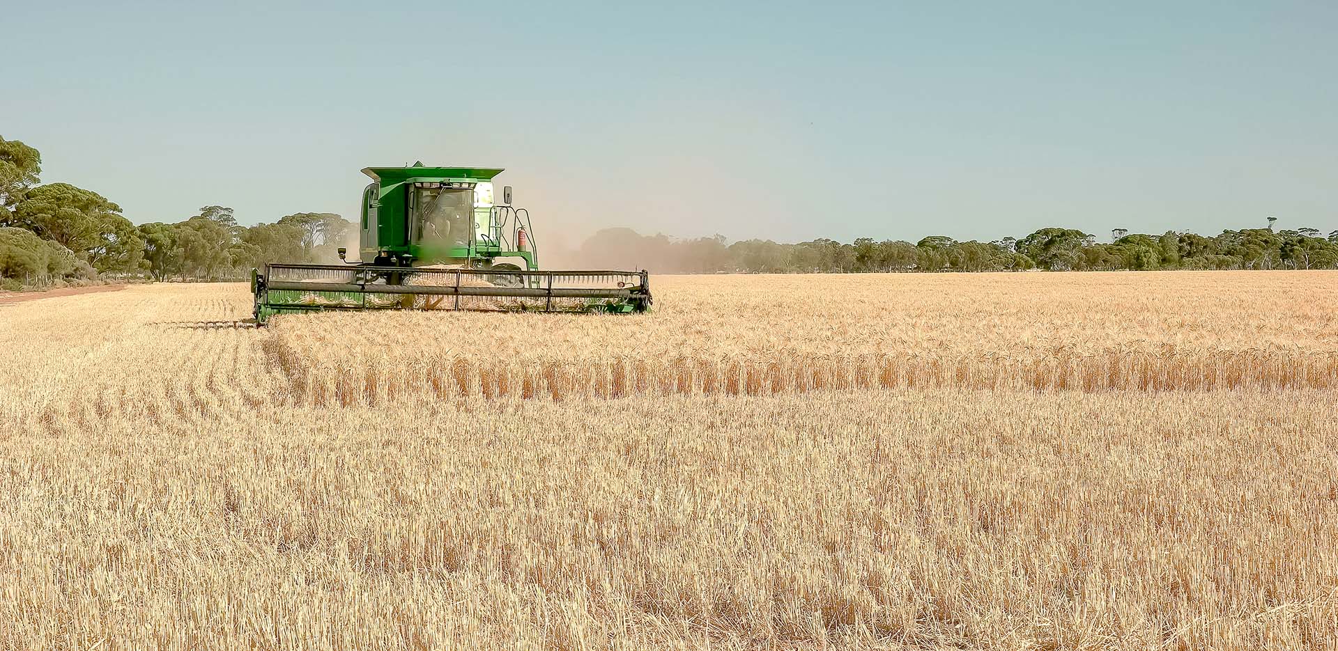 Harvesting barley