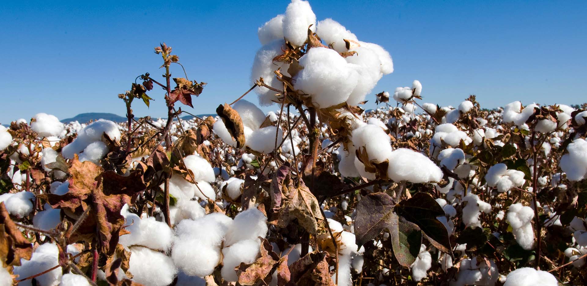 Cotton crop