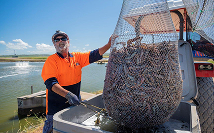 Man emptying a net full of large prawns into a tub