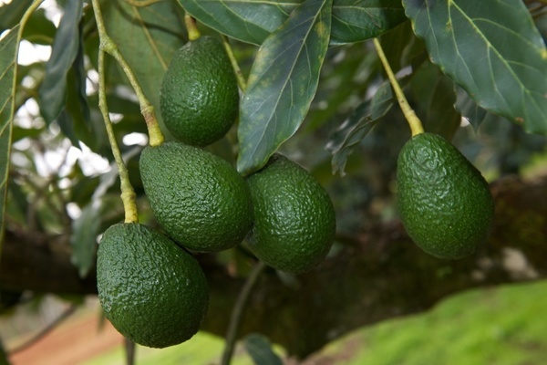 Analysis – Market access for Western Australian Hass avocados in ...