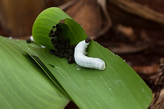 Image of a white caterpillar with black eyes on a banana leaf