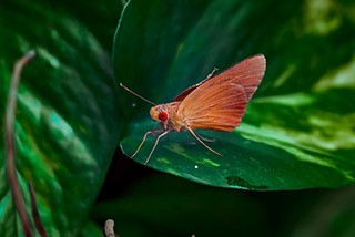 Image of an orange butterfly on greenery