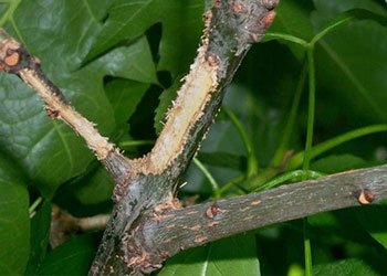 Thin green tree branches with bark stripped off to reveal the white underlayer. Green leaves are in the background.